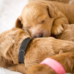 Goldendoodle Puppies from Dean Doodles