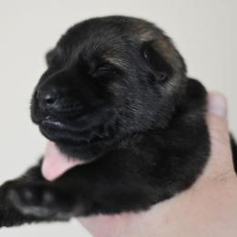 Grey collar - Sable female German Shepherd puppy in Wahoo, Nebraska from Von Solidago