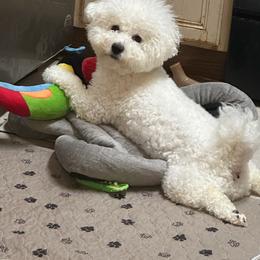 Bichon Frise puppies from Laurent’s Bichon Frise Puppies