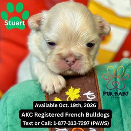 Stuart - White male French Bulldog puppy in Michigan from Fur Baby Farms