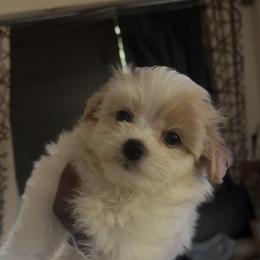 Valentino - White male Maltipoo puppy in Long Island, New York from Minipaws kennel