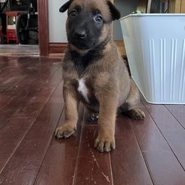 Belgian Malinois Puppies from Pyrex Kennels