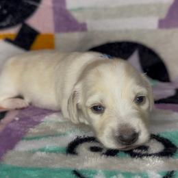 Blue collar - Cream male Dachshund puppy in Poteau, Oklahoma from Sisters Dazzling Dachshunds