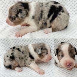 Blue Merle male - Blue merle male Miniature Australian Shepherd puppy in Brooker, Florida from Honey, I Shrunk the Aussies