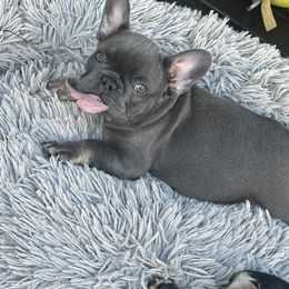 French Bulldog Puppies from Jolie Frenchies