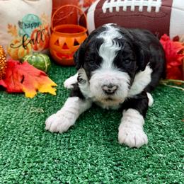 Bingo - Black and white male Bernedoodle puppy in Willacoochee, Georgia from Kitandkboodle's Doodles
