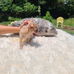 Chihuahua Puppies from Lemon's Full of Flaws Chihuahuas