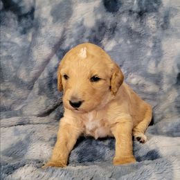 Boy 1 red - Apricot male Goldendoodle puppy in Blountsville, Alabama from Southern Charm Goldendoodles