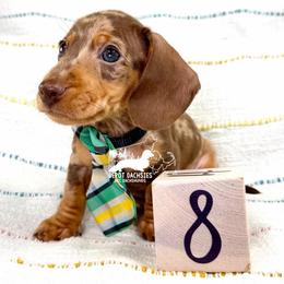 Ollie AKC - Chocolate and tan male Dachshund puppy in South Easton, Massachusetts from Depot Dachsies