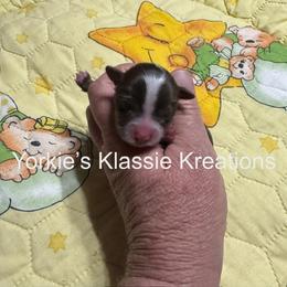 Madden - Parti male Yorkshire Terrier puppy in Dierks, Arkansas from Yorkie’s Klassie Kreations