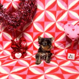 Yorkshire Terrier Puppies from Jill Brown