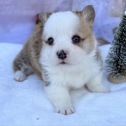 1,200 Flash - Red male Pembroke Welsh Corgi puppy in Nashville, Arkansas from Whisenhunt Farms