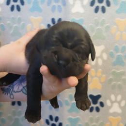 Boy 1 - Black male Cane Corso puppy in Los Lunas, New Mexico from Top Gun Kennels NM