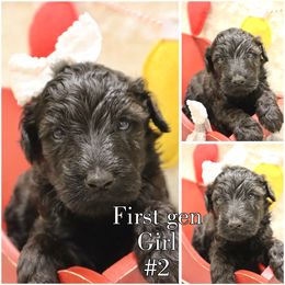 Twinkle - Brown female Whoodle puppy in Smallett, Missouri from Leshas Whoodles