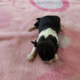 Suzy Q - Black and white female Havanese puppy in Cleveland, Texas from 7th Heaven Havanese of Texas