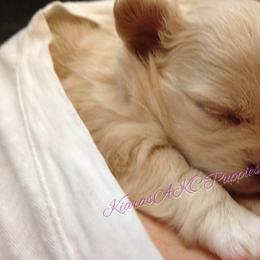 Chihuahua Puppies from Kiara's AKC Chihuahuas of Michigan