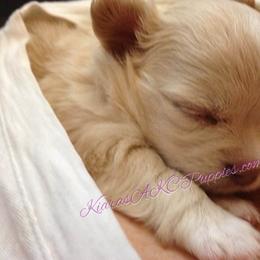 Chihuahua Puppies from Kiara's AKC Chihuahuas of Michigan