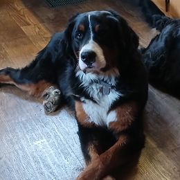 Bernese Mountain Dogs from Varners Berners