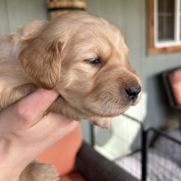 Grey Collar - Female 1 - Golden female Golden Retriever puppy in Bonanza, Oregon from Gold 'N Dust Ranch