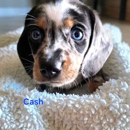 Cash - Dapple male Dachshund puppy in Buckeye, Arizona from Sweetwater Dachshunds