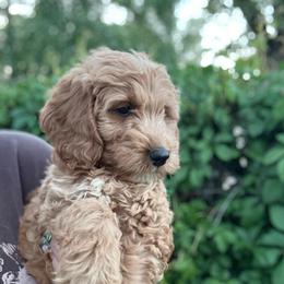 Eeyore - Apricot male Goldendoodle puppy in Jacksonville, Florida from Dandelion Doodles