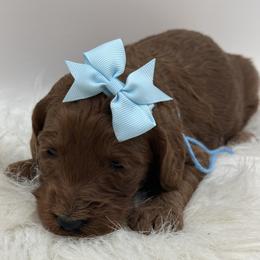 Light blue Girl - Red  female Goldendoodle puppy in Waskom, Texas from Pearls & Curls doodles & poodles