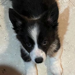 American Corgis from Barnes  Country Corgis
