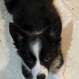 American Corgis from Barnes  Country Corgis