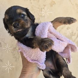 Jan - Black and tan female Yorkipoo puppy in San Diego, California from TheSocialk9