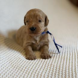 Boy 3 blue - Red male Australian Labradoodle puppy in Waco, Texas from RainPuddle's Labradoodles