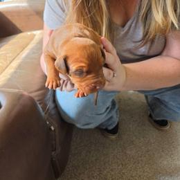 Boy 1 - Rd whtn brn nose male Rhodesian Ridgeback puppy in Caldwell, Idaho from Haley Gross's 	Rhodesian Ridgebacks and Minature Pinchers