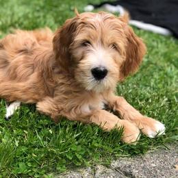 Goldendoodle Puppies from Doodle Devotion