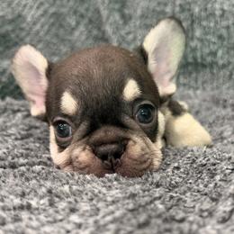 Pascal - Black and tan male French Bulldog puppy in New Berlin, Wisconsin from Smooshy Puppers