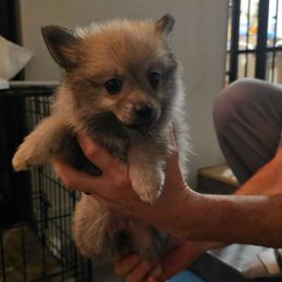 Pepper the hot little pomsky - Tri-color female Pomsky puppy in Modesto, California from SelfiePoms