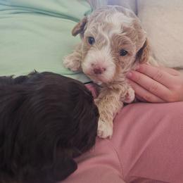 Penelope - Cream female Cavapoo puppy in Tucson, Arizona from Ever After Doodles Arizona