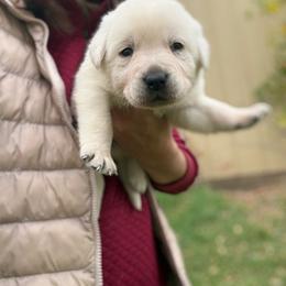 Vermillion- green collar - second pick male reserved for Amanda MacQuoid - Yellow male Labrador Retriever puppy in Isanti, Minnesota from Four Corners Family Labs