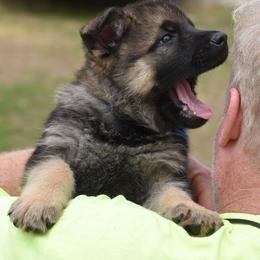 German Shepherd Puppies from Sudenblick German Shepherds
