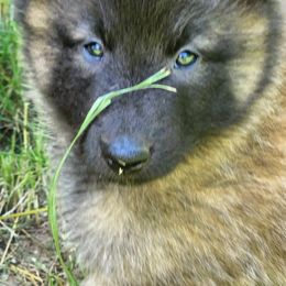 Belgian Tervuren Puppies from Kismet Belgian Tervuren's  owner Angela Ernst