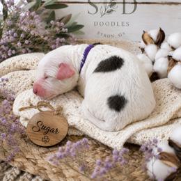 Sugar (Purple) - Black and white female Aussiedoodle puppy in Byron, Georgia from Southern Olive Doodles 🫒