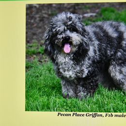 Aussiedoodle Puppies from Pecan Place Aussiedoodles