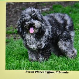 Aussiedoodle Puppies from Pecan Place Aussiedoodles