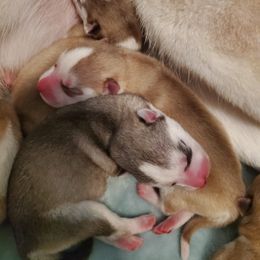 Siberian Husky Puppies from Naturez Siberians