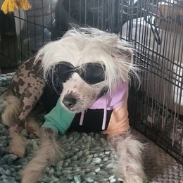 Chinese Crested Puppies from Ridgelake Ranch Chinese Cresteds