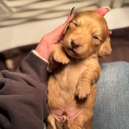 Latte - Cream male Dachshund puppy in Ava, Missouri from Beaver Creek Kennels