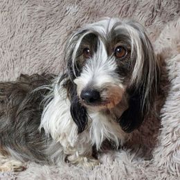 AKC - IRIS - Dachshund