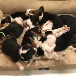 Beagle Puppies from Beech Grove Beagles