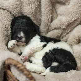 Rowan - Tri-color male Bernedoodle puppy in Delta, Pennsylvania from KEE Bernedoodles