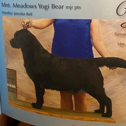 Yogi - Labrador Retriever