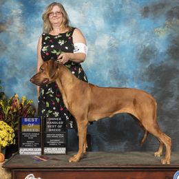 Kita - Rhodesian Ridgeback