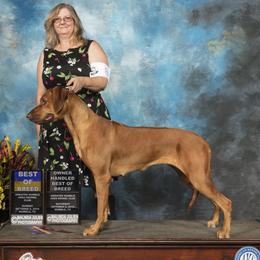 Kita - Rhodesian Ridgeback